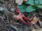 Tintahalgomba (Clathrus archeri), Őrség